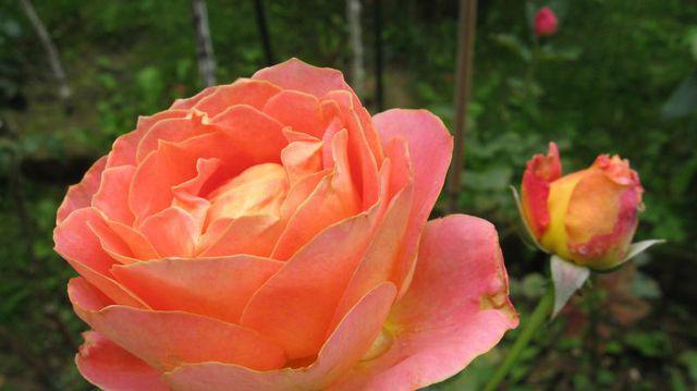 3 Flori Parfumate Care Trebuie Plantate Langă Trandafiri