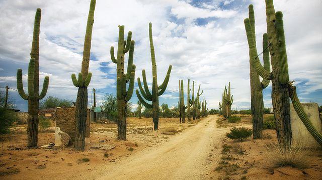 Te Ai Intrebat Cum Supraviețuiește Un Cactus In Deșert