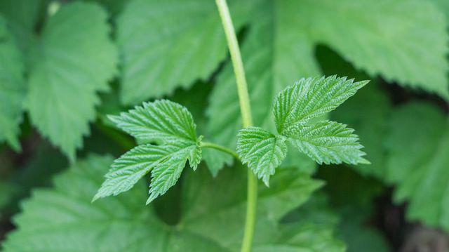 Cum Te Poți Trata De Alergia La Iedera Otrăvitoare Prin Metode Naturale
