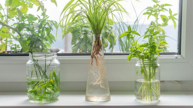 3 Plante De Cameră Care Cresc Mai Bine In Vase Cu Apă