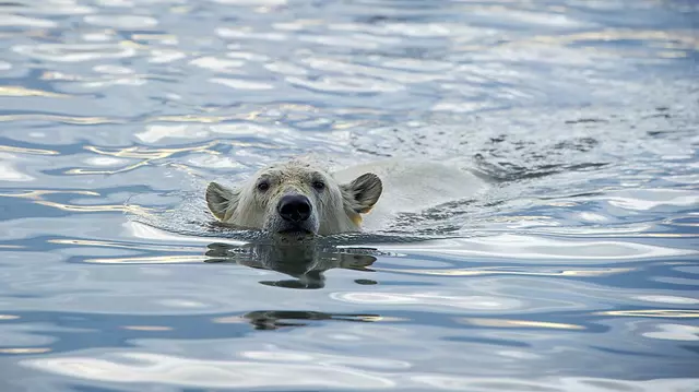 Documentarul „Sălbăticia Alaskăi” are premiera, duminică, la BBC Earth