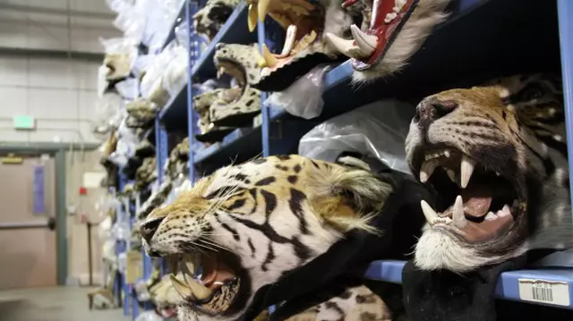 Premieră mondială la Discovery Channel: „Racing Extinction”