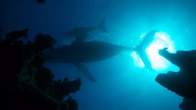 Faună, floră și un pic de umor, la BBC Earth în iunie