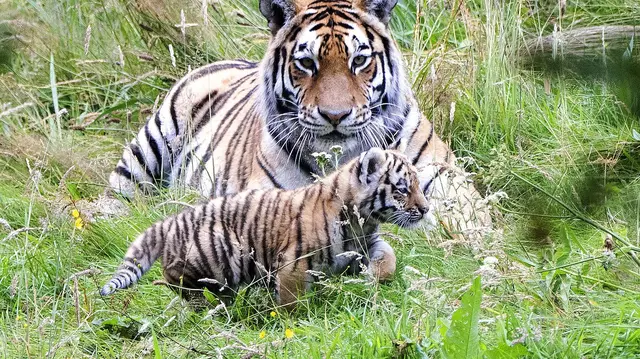 Netflix a lansat trailerul pentru „Tiger King 2”. Când va avea premiera