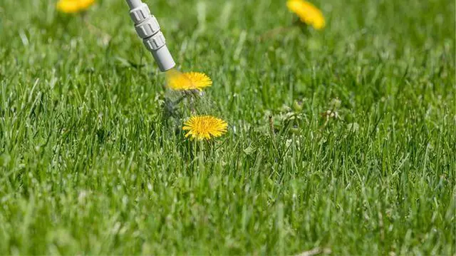 Cum alegi erbicidul potrivit culturii tale de legume