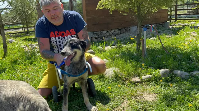 Papi Land - Prieteni pe viață, o nouă emisiune la Prima TV. Când începe show-ul dedicat iubitorilor de animale