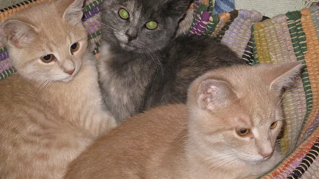 Cum îngrijeşti pisica sterilizată  Sfaturi Practice  Libertatea 