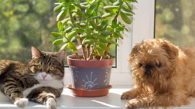 8 plante periculoase pentru animalele de companie