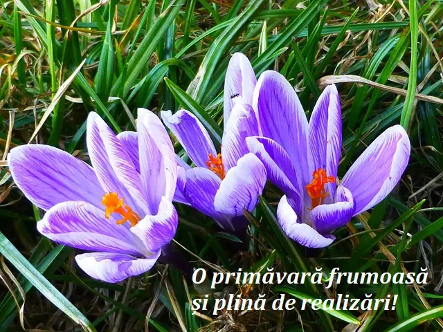 felicitari-corporate-1-martie-1