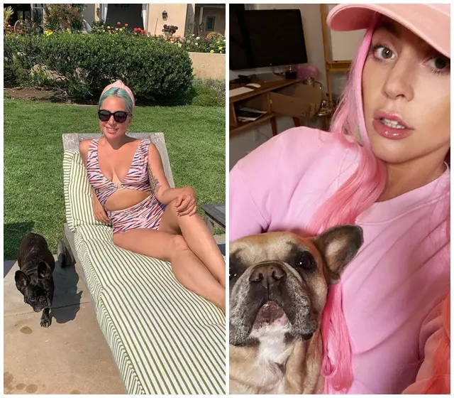 Lady Gaga și câinii ei