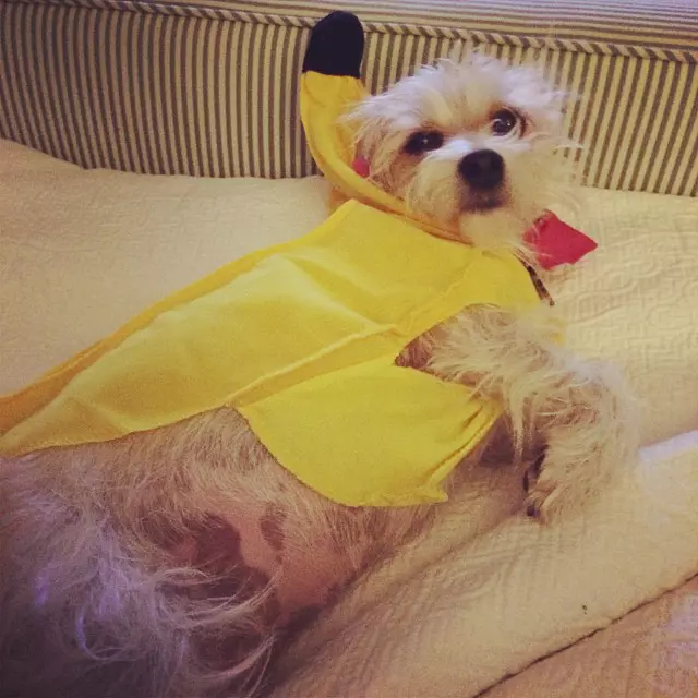 Cele mai amuzante costume de Halloween pentru animale
