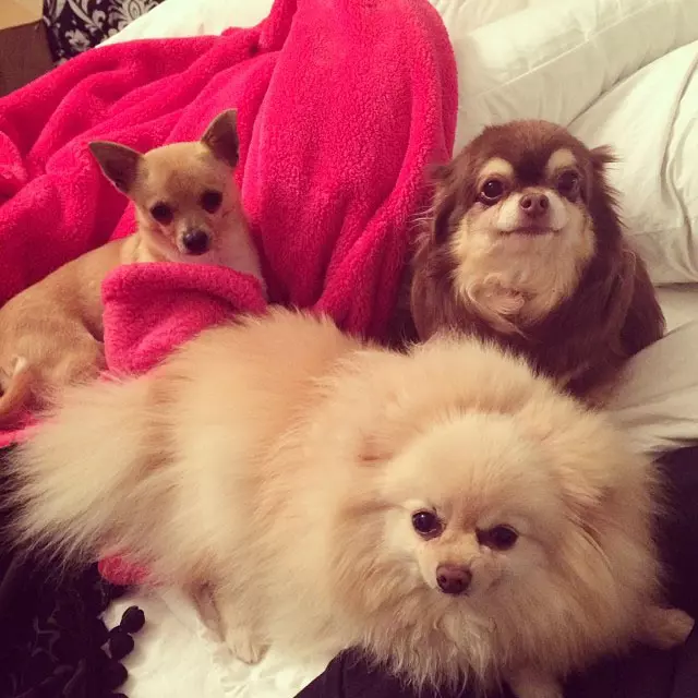 Câinii lui Paris Hilton care i-au cucerit patul 