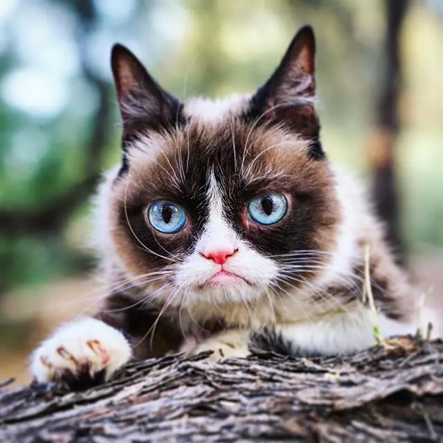 Grumpy Cat