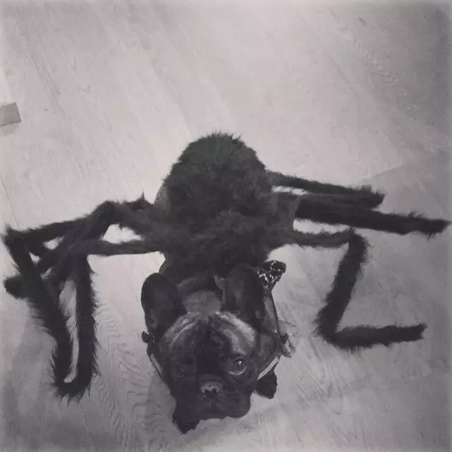 Cele mai amuzante costume de Halloween pentru animale