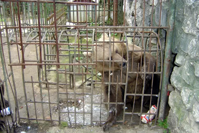 Urs-inchis-intre-gratii-inainte-sa-fie-salvat