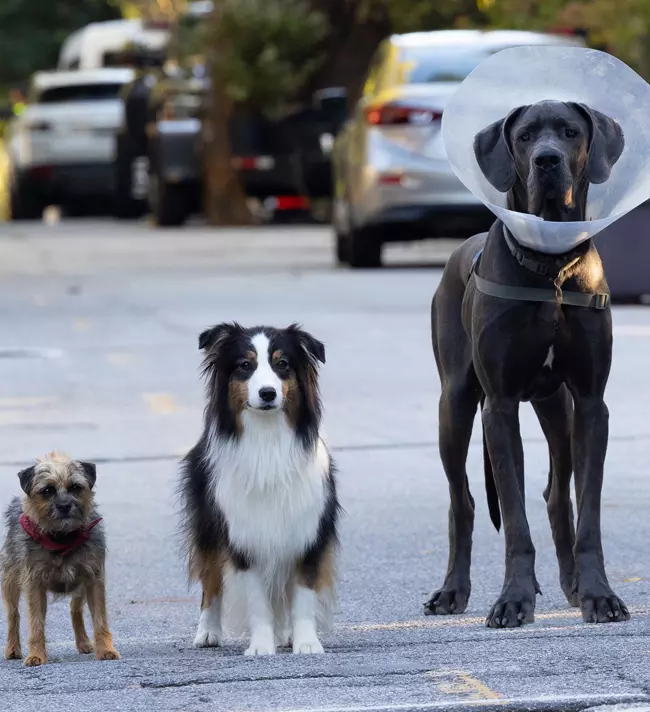 Strays