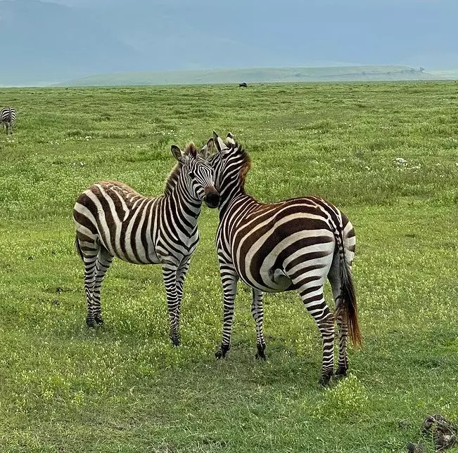 codin mateciuc zebre