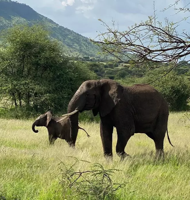 codin mateciuc elefant