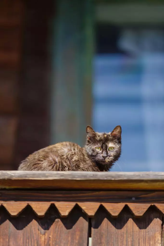 ROventura, 22 aprilie 2023. La plimbare pe plaiuri maramureșene