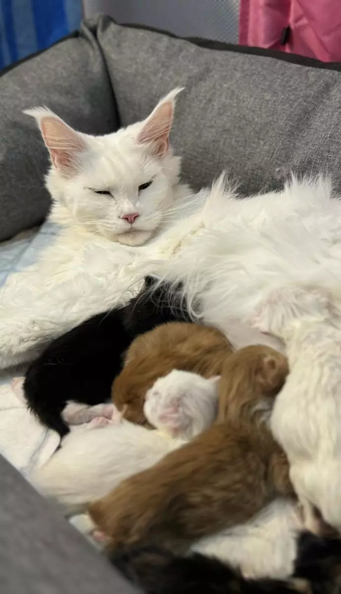 horia-brenciu-pisica-1