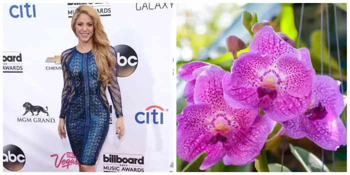 Vărsător - Shakira