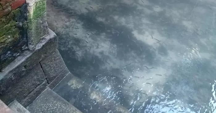 fish-seen-in-clear-venice-canals-after-coronavirus-lockdown-fb4-png__700