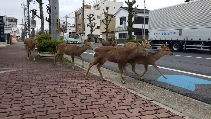 animals-in-streets-during-coronavirus-quarantine-5e70e66743d7b__700