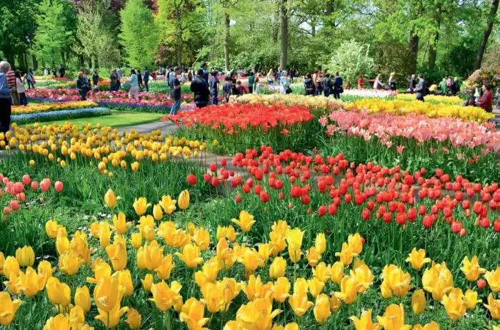 Explozie de culoare: lalelele din Keukenhof Gardens, Olanda