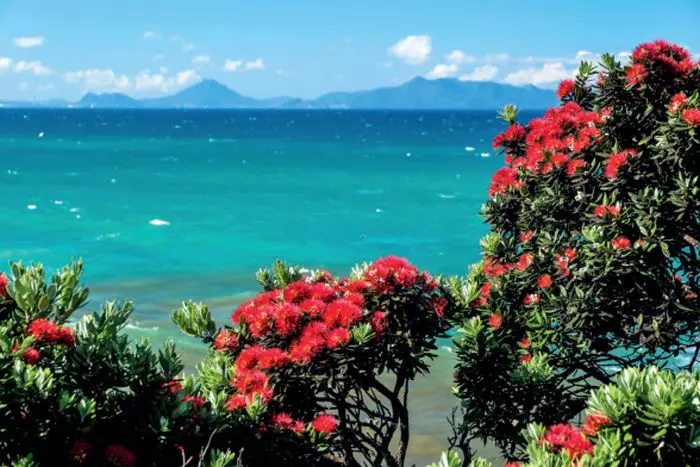 Pohutukawa din Noua Zeelandă