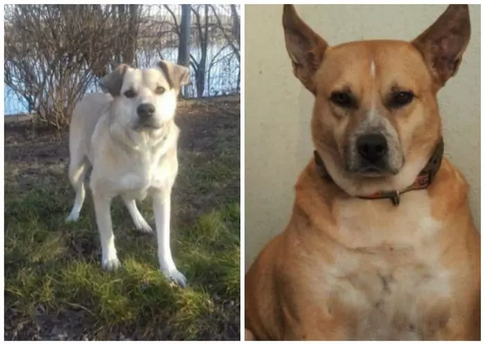 Cristina Țopescu câini