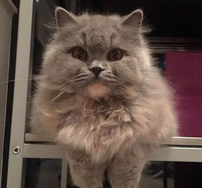 Gia, pisica lui Alice Peneacă