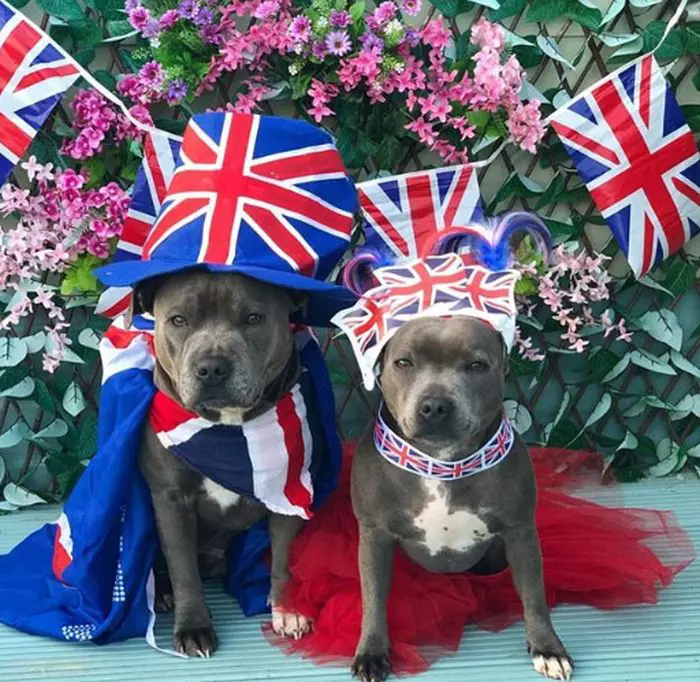 Cu mic cu manre, pregatiti de sarbatoare