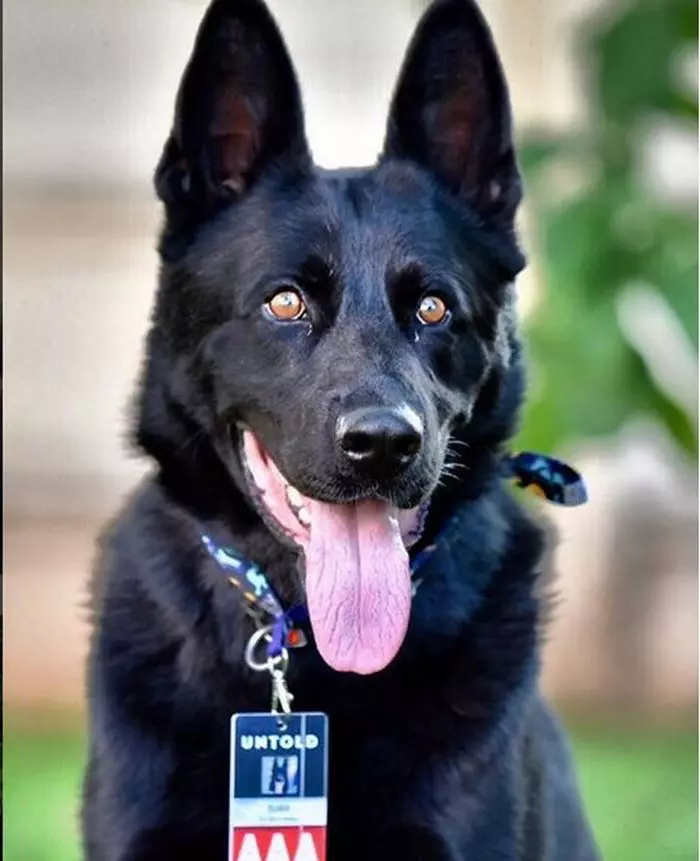 Șuier, câinele-polițist responsabil cu siguranța invitaților. Poate că nu se califică neapărat la ”ținute cool”, dar trebuie să recunoști că a avut cea mai cool atitudine