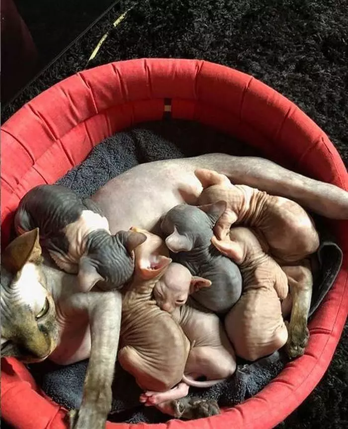 Răzvan Ciobanu creștea pisici spre a le vinde la prețul de 750 de euro