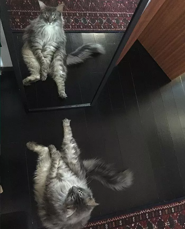 pisica Mădălinei Ghenea