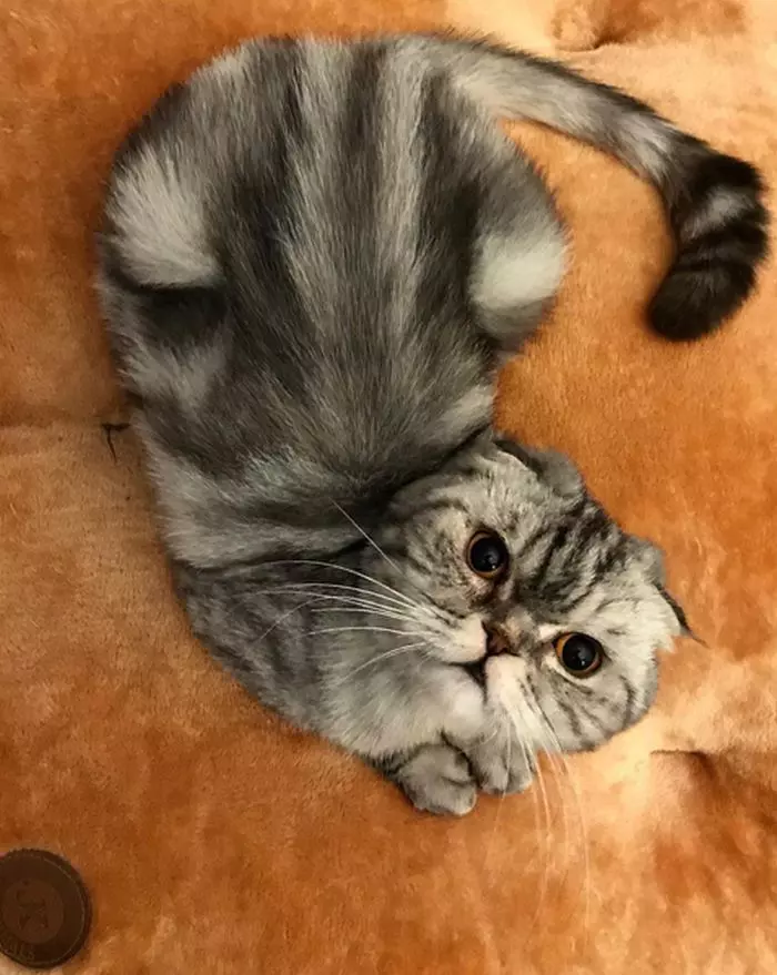 pisica Albertinei Ionescu