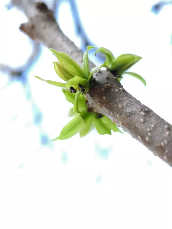 Fotografie surprinsă cu Huawei P20 Pro