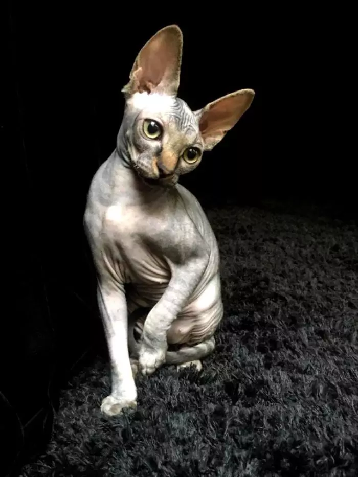 Pisica lui Răzvan Ciobanu din rasa Sphinx