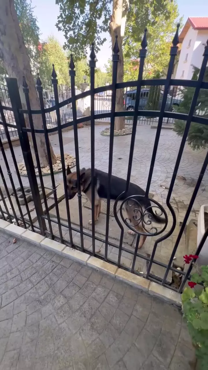 Curte casa Andreea Marin (11)