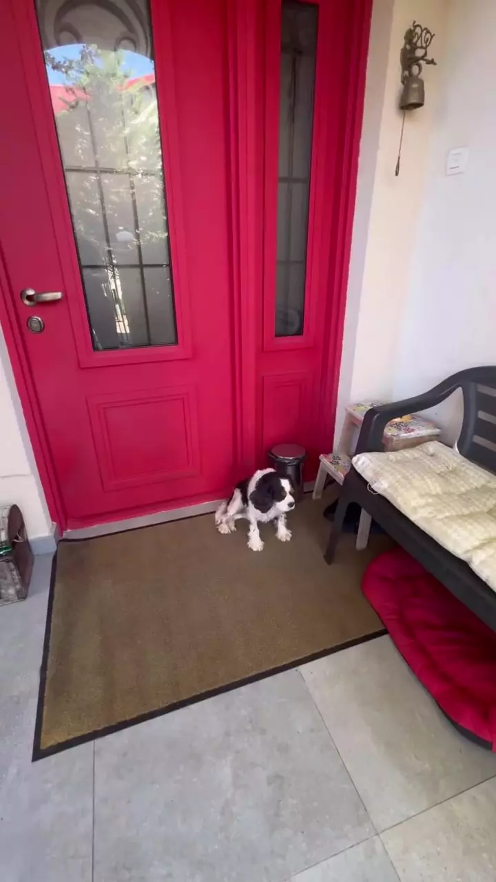 Curte casa Andreea Marin (12)