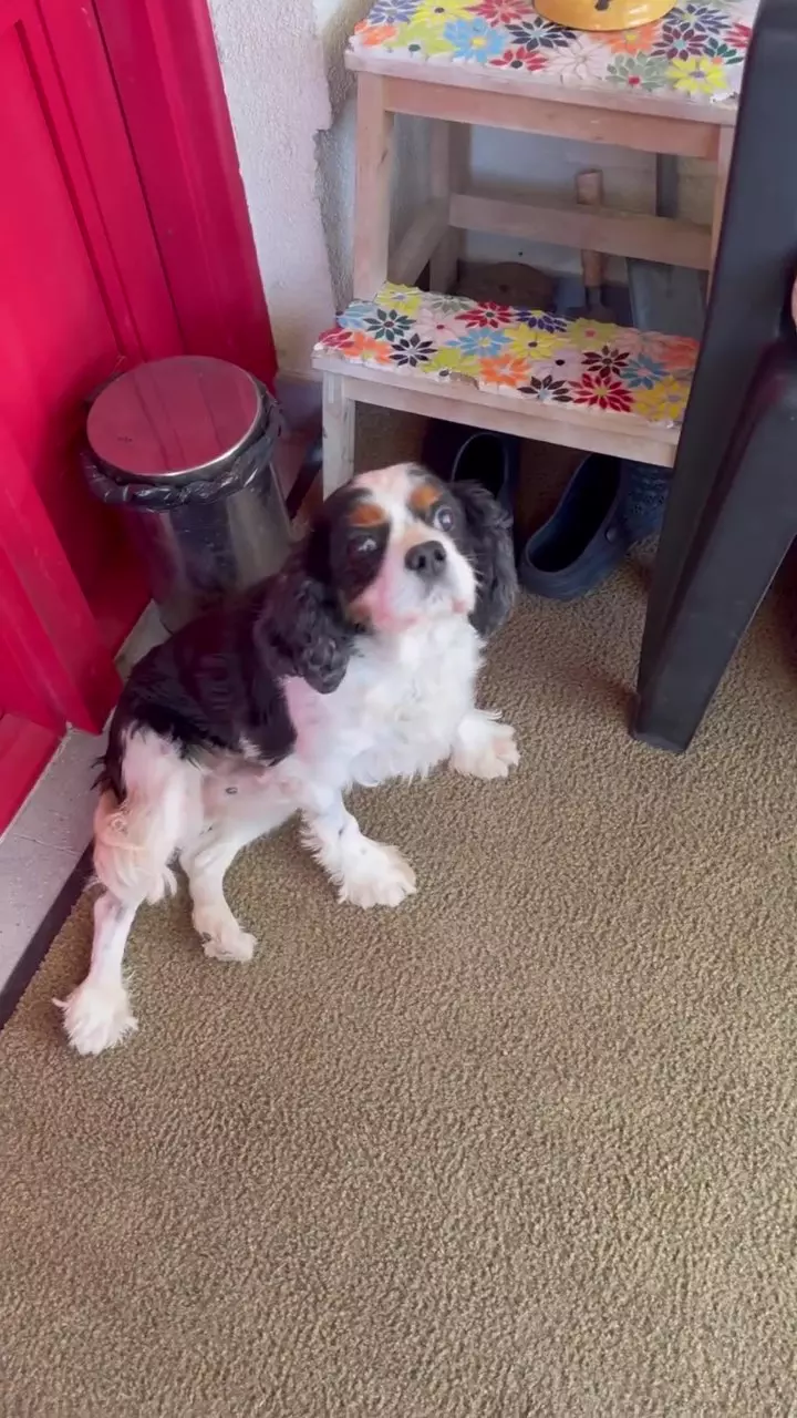 Curte casa Andreea Marin (13)