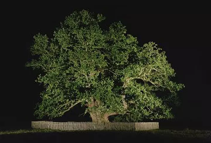 (P) Evitarea nebuniei de Black Friday - 6 sfaturi de la retailerii de succes