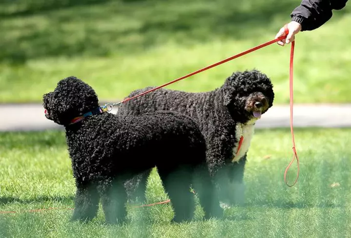 Madonna este din nou mamă