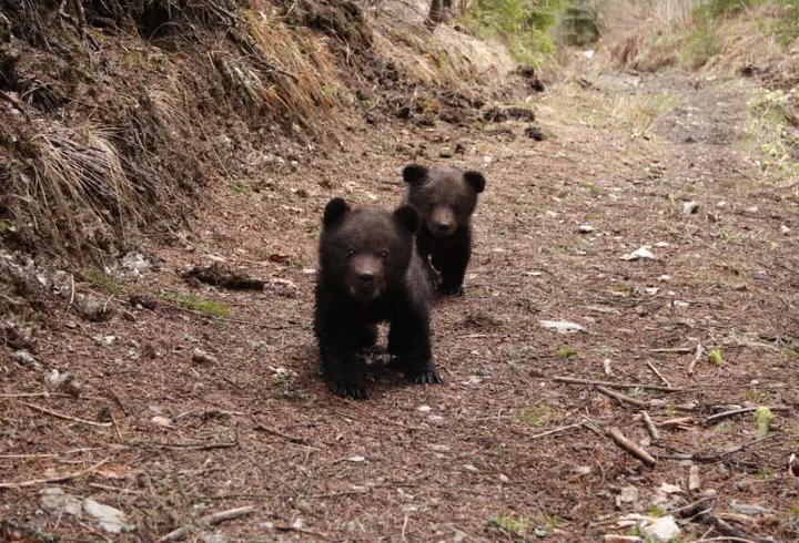 15 lucruri pe care trebuie să le știi despre Oscaruri