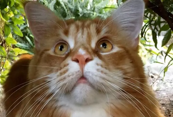 Anna Faris face noi dezvăluiri în legătură cu divorțul de Chris Pratt: „Viața este prea scurtă pentru a fi în relații în care...”