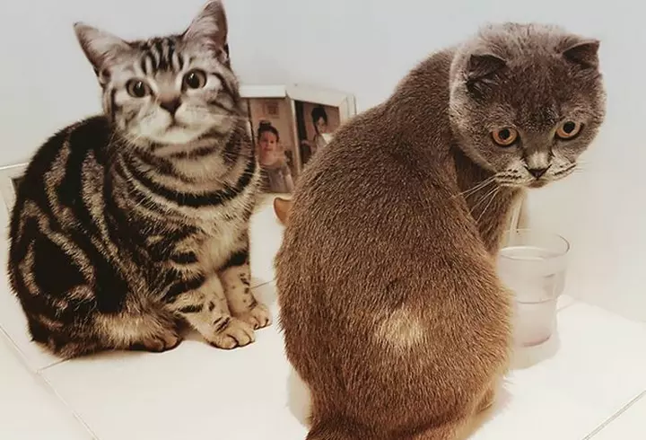 Anca Serea comentează propriile apariții în Revista Viva! - VIDEO