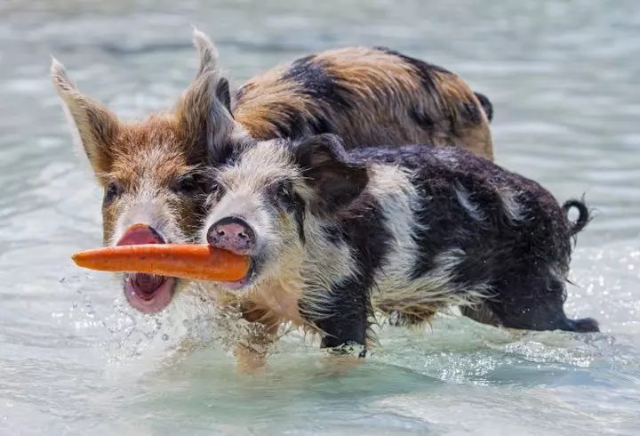 (P) Vacanţa de 1 Mai, în paradisul natural al Deltei Dunării