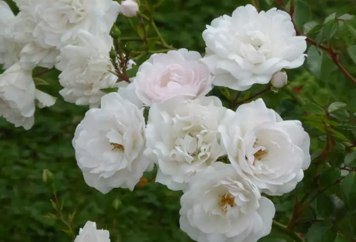 Reese Witherspoon, cu trei picioare pe coperta uneia dintre cele mai prestigioase reviste glossy