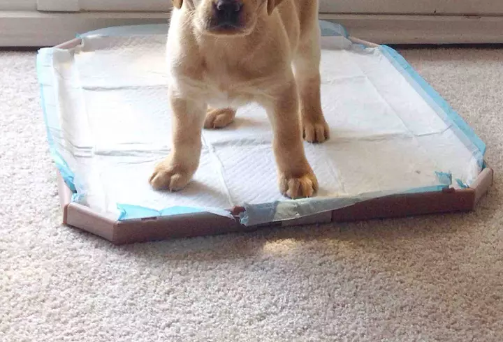 Filmul „Ilegitim”, în regia lui Adrian Sitaru, în competiţie la Festivalului Internațional de Film de la Berlin