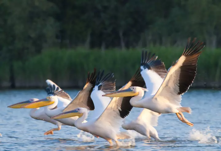 Vacanță în Delta Dunării prin programul Plătește 1, Merg 2!